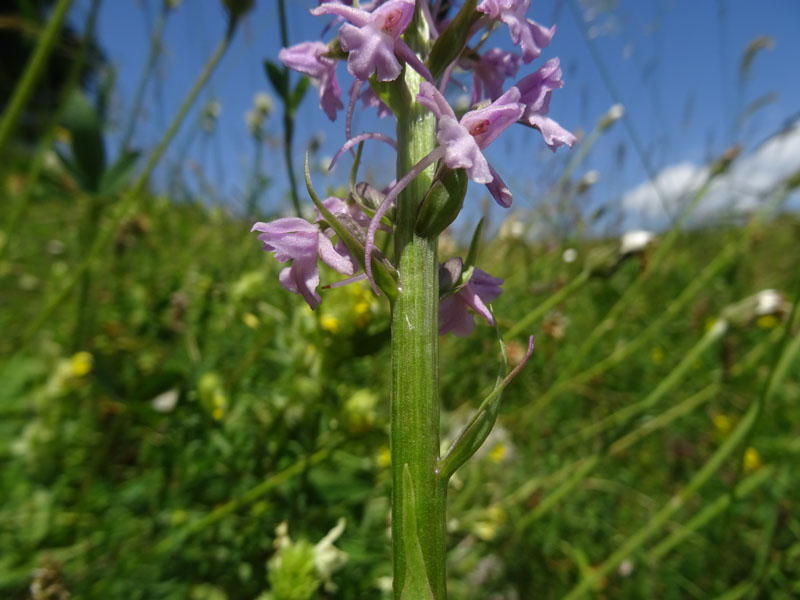 Gymnadenia conopsea...dal Trentino