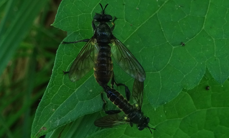 Choerades cf. femorata (Asilidae)