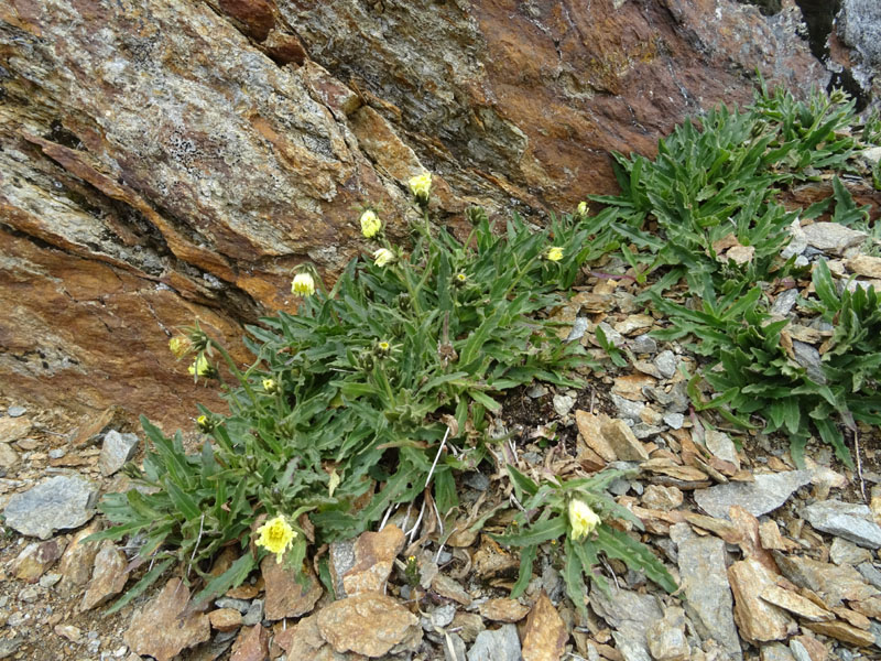 Schlagintweitia intybacea (=Hieracium intybaceum) / Sparviere vischioso