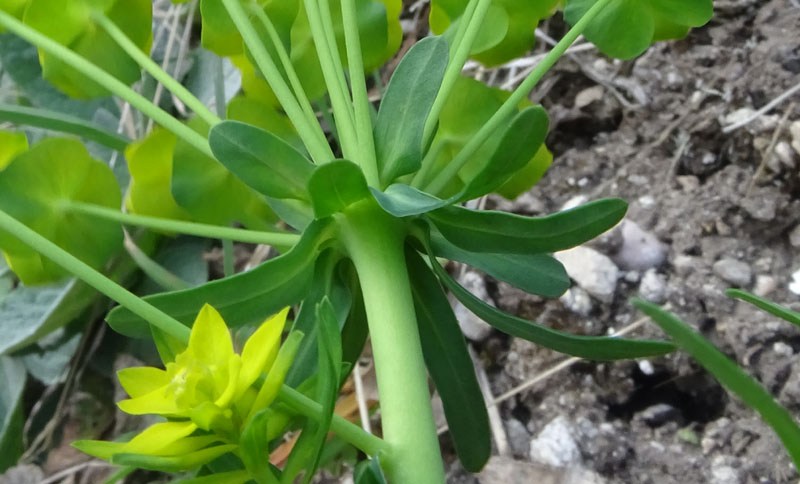 Euphorbia cyparissias - Euphorbiaceae