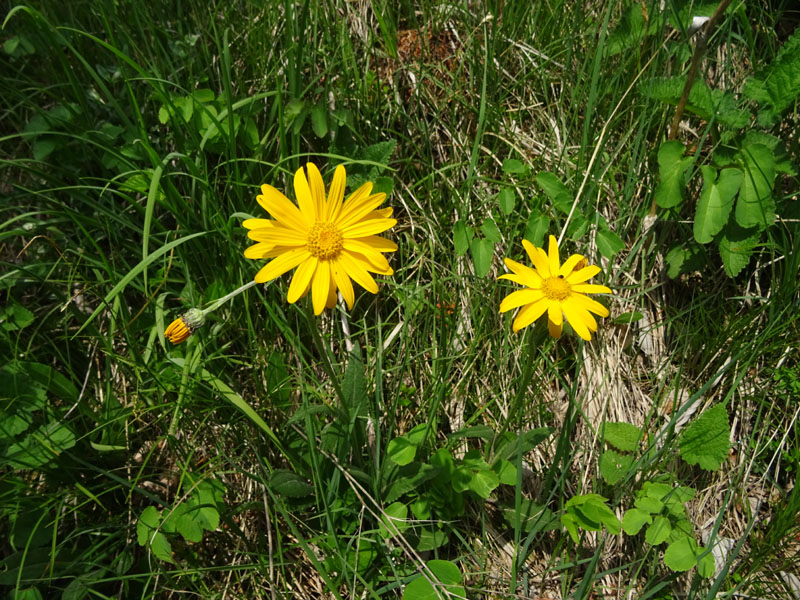 Senecio doronicum / Senecione mezzano