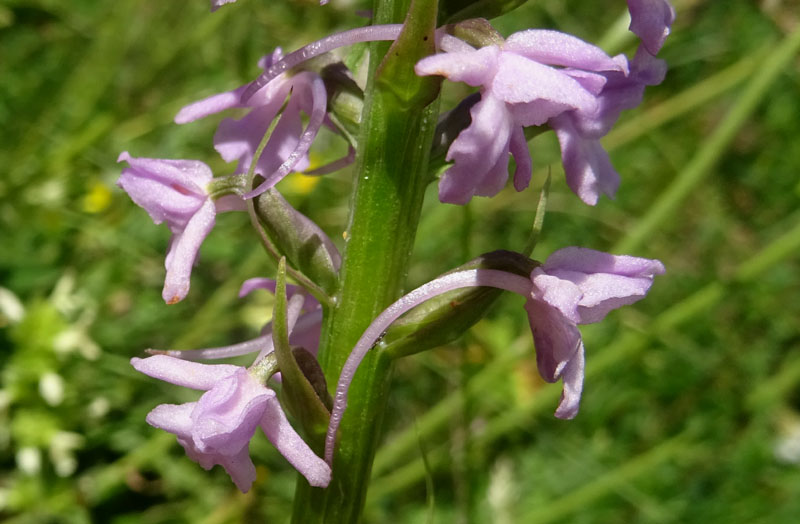 Gymnadenia conopsea...dal Trentino