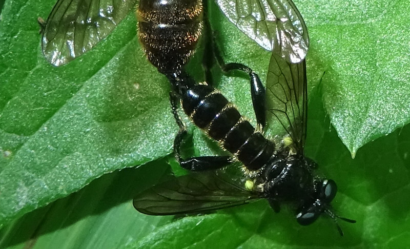 Choerades cf. femorata (Asilidae)