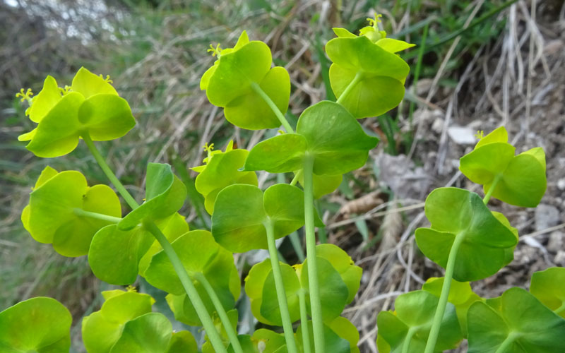 Euphorbia cyparissias - Euphorbiaceae