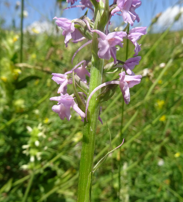 Gymnadenia conopsea...dal Trentino