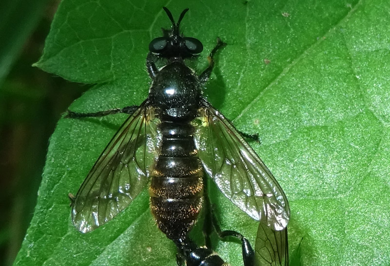 Choerades cf. femorata (Asilidae)