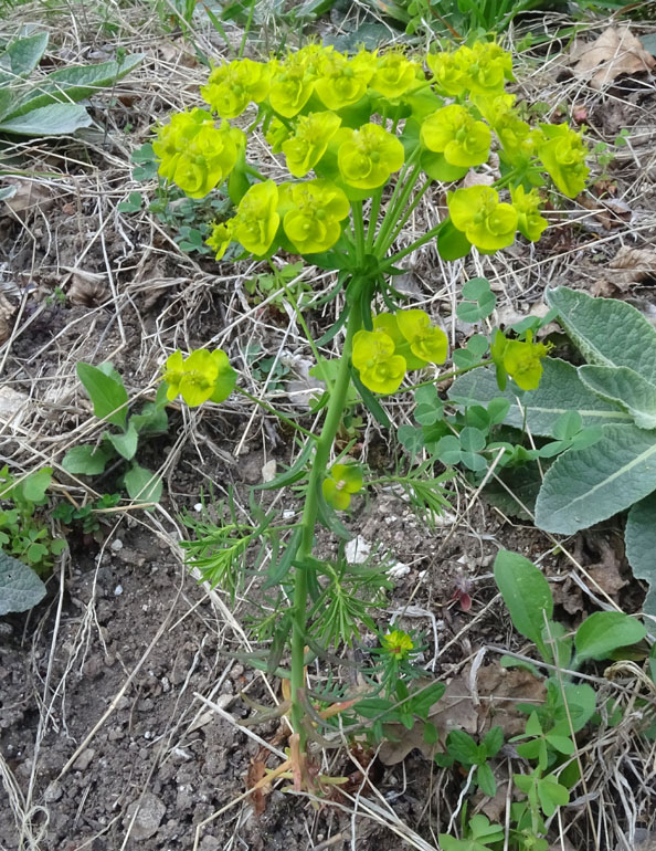 Euphorbia cyparissias - Euphorbiaceae