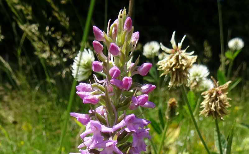 Gymnadenia conopsea...dal Trentino