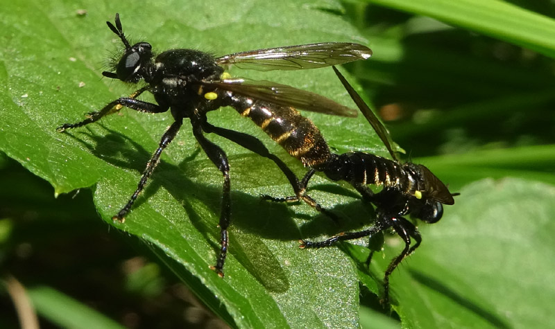 Choerades cf. femorata (Asilidae)