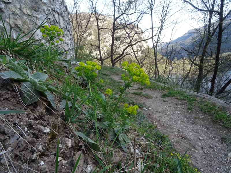 Euphorbia cyparissias - Euphorbiaceae