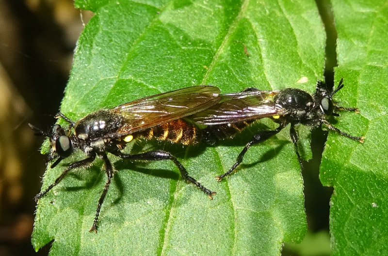 Choerades cf. femorata (Asilidae)