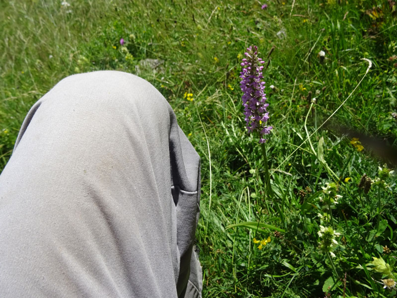 Gymnadenia conopsea...dal Trentino