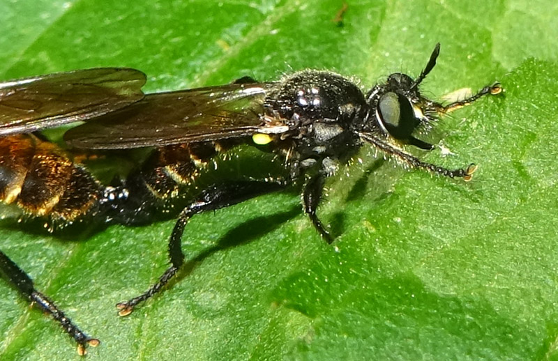 Choerades cf. femorata (Asilidae)