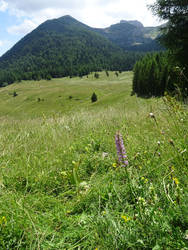 Gymnadenia conopsea...dal Trentino