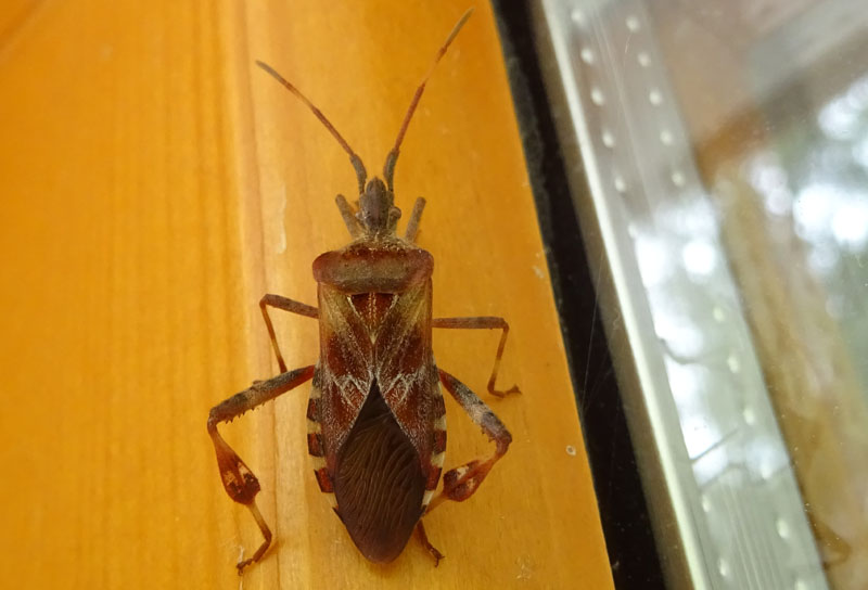 Leptoglossus occidentalis....m o f ?