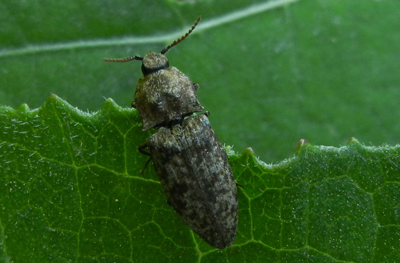 Agrypnus murinus