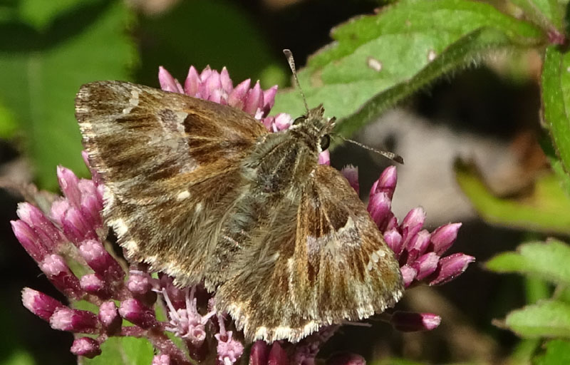 Carcharodus alceae (f.) Hesperiidae.........dal Trentino