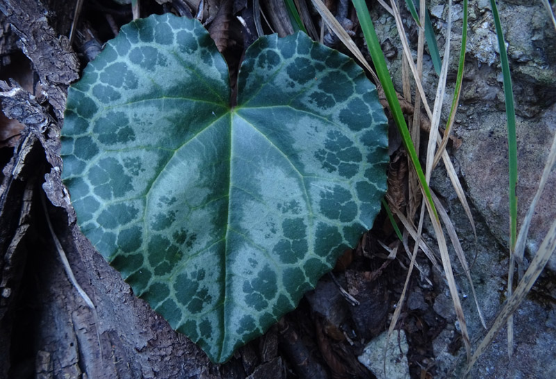 determinazione solo dalla foglia: Cyclamen purpurascens