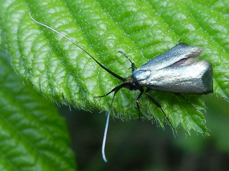 Adela reaumurella.....?