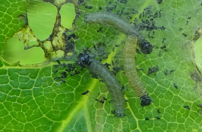 bruchi di Yponomeuta ? su Apiaceae