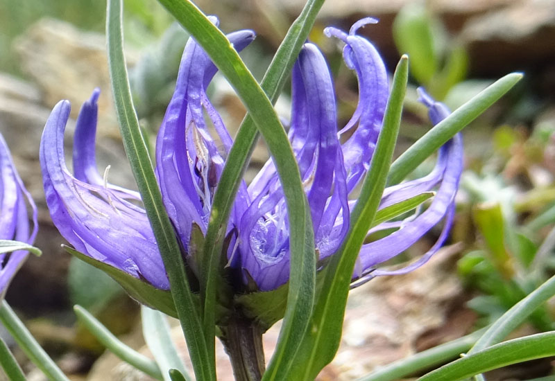 Phyteuma hemisphaericum / Raponzolo alpino