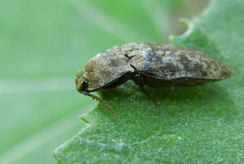 Agrypnus murinus