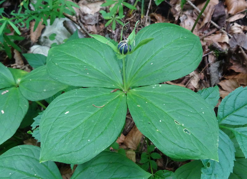 Paris quadrifolia, Melanthiaceae