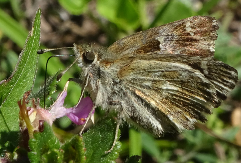 Carcharodus alceae (f.) Hesperiidae.........dal Trentino