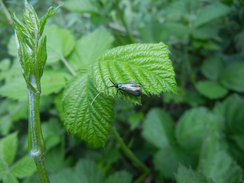 Adela reaumurella.....?