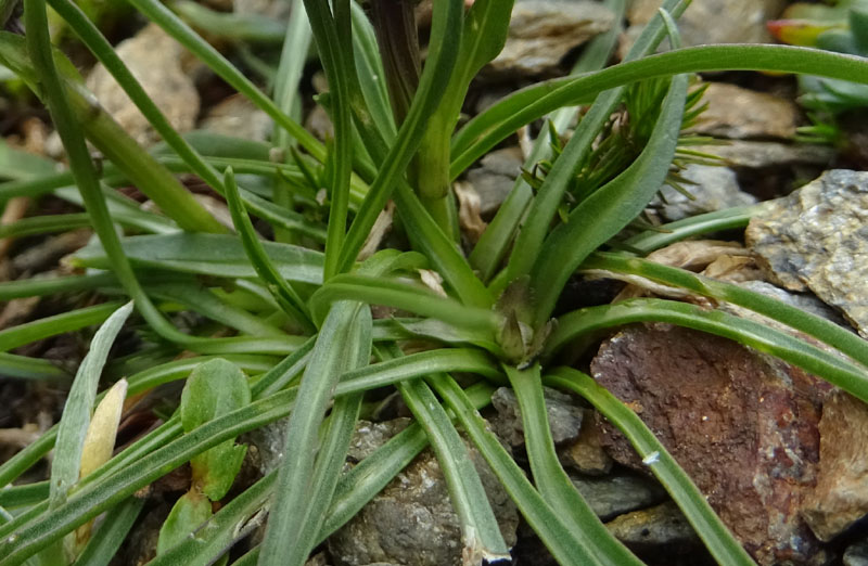 Phyteuma hemisphaericum / Raponzolo alpino