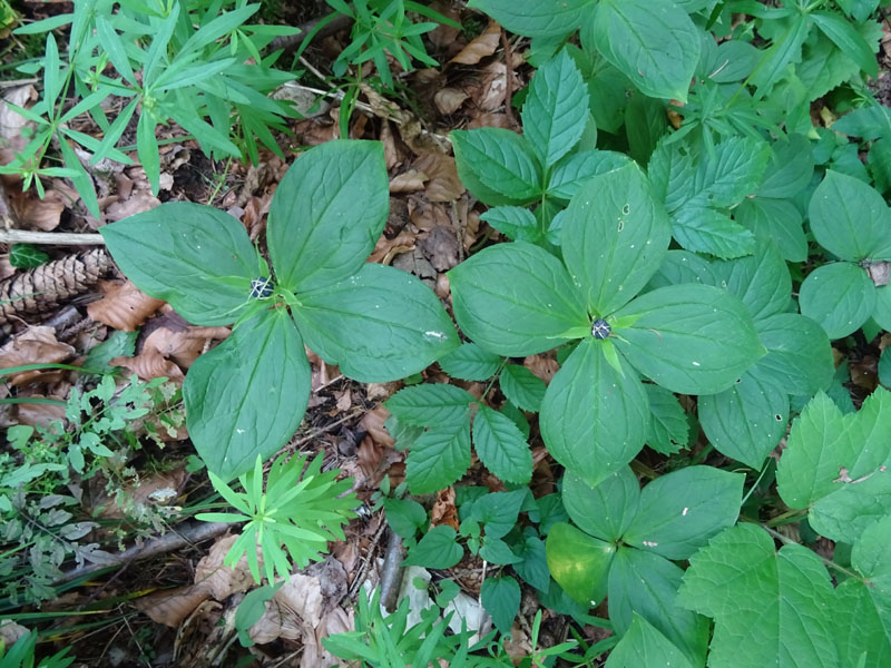 Paris quadrifolia, Melanthiaceae