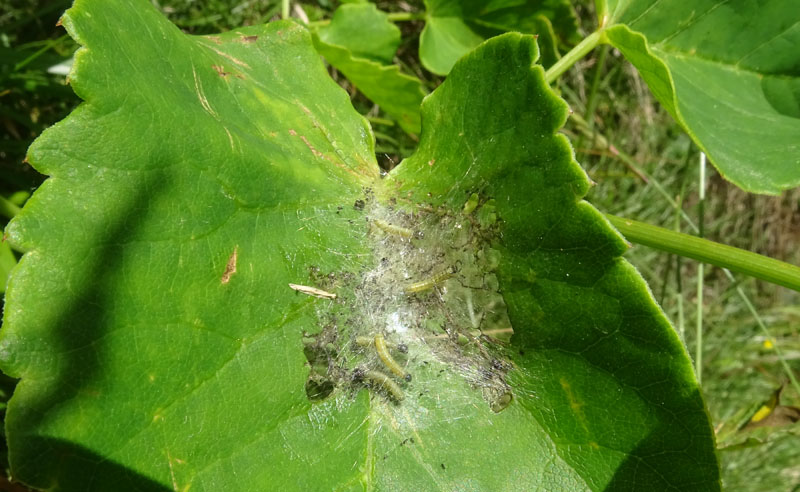 bruchi di Yponomeuta ? su Apiaceae