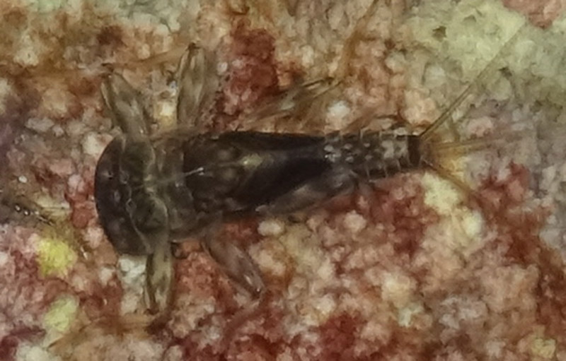 ninfa di Ecdyonurus venosus - Heptageniidae - Cimone (TN)