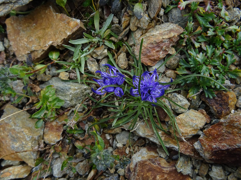 Phyteuma hemisphaericum / Raponzolo alpino