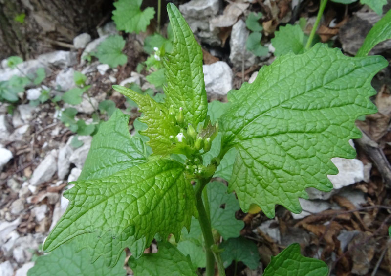 Alliaria petiolata / Alliaria comune