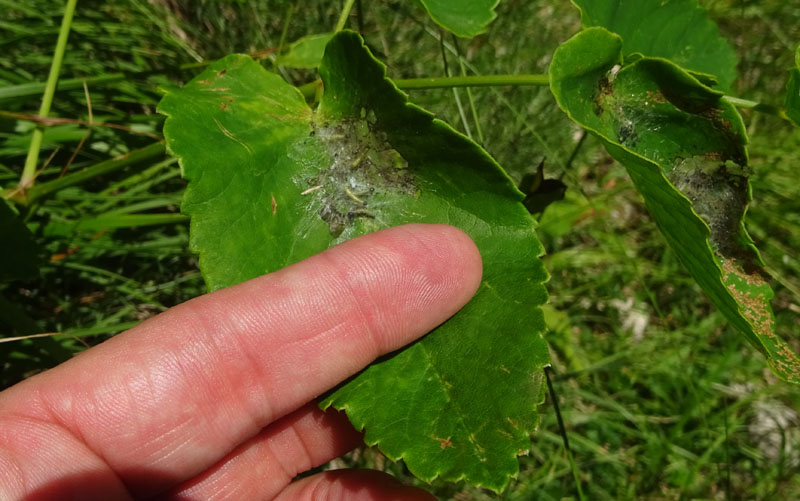 bruchi di Yponomeuta ? su Apiaceae