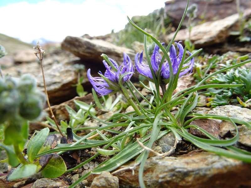 Phyteuma hemisphaericum / Raponzolo alpino