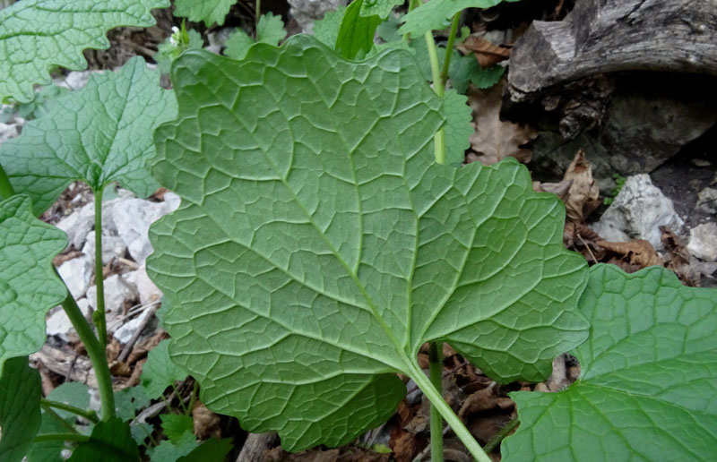 Alliaria petiolata / Alliaria comune