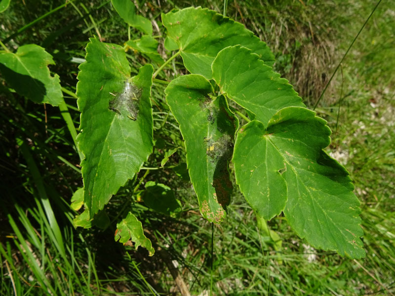 bruchi di Yponomeuta ? su Apiaceae