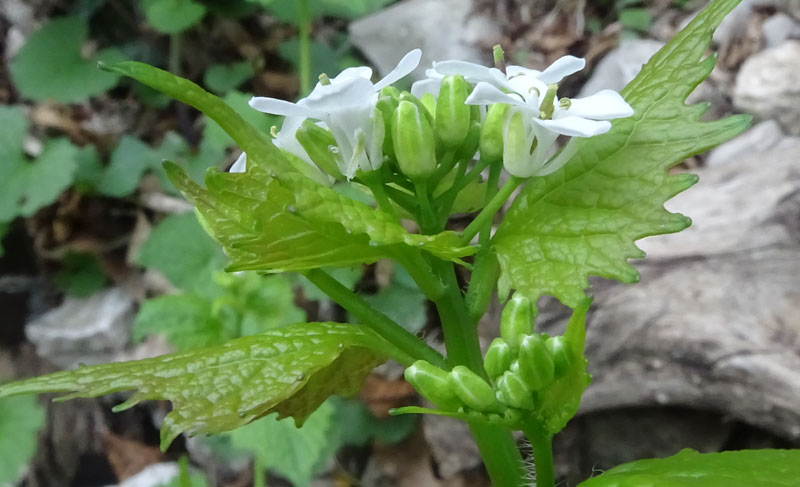 Alliaria petiolata / Alliaria comune