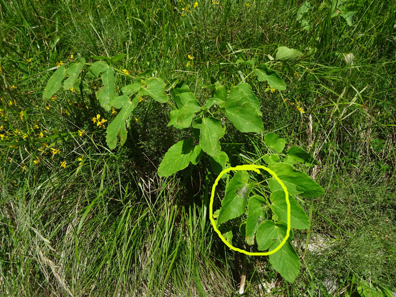 bruchi di Yponomeuta ? su Apiaceae