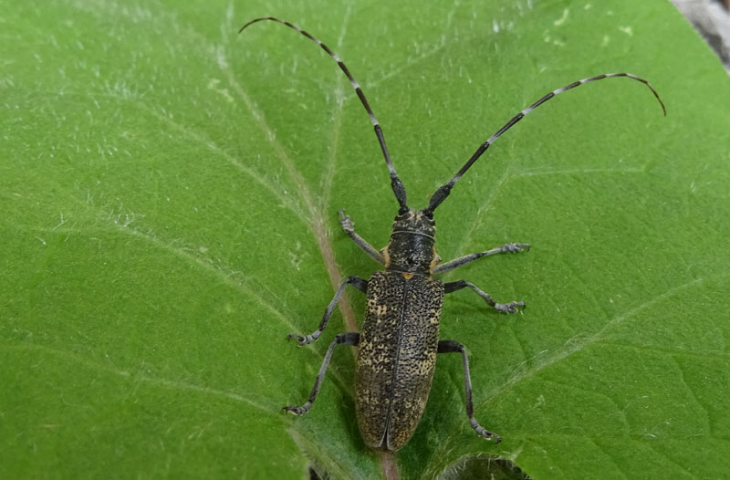 Monochamus galloprovincialis - Cerambycidae