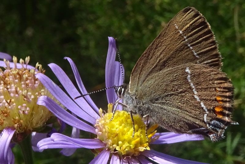 Satyrium spini ( m. o f. ? ) Lycaenidae.....dal Trentino