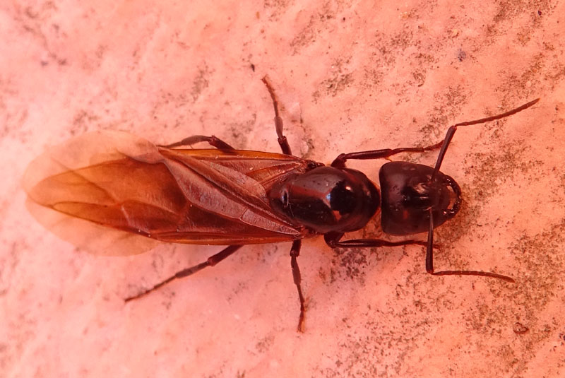 Camponotus ligniperda, regina