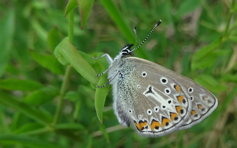 Aricia eumedon - Lycaenidae