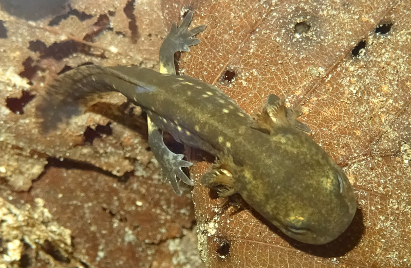 larve di Salamandra salamandra