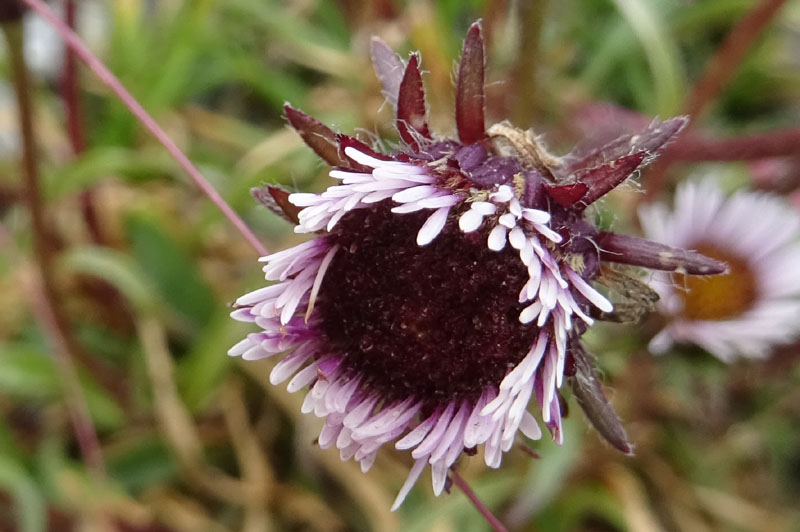 Erigeron uniflorus - Asteraceae