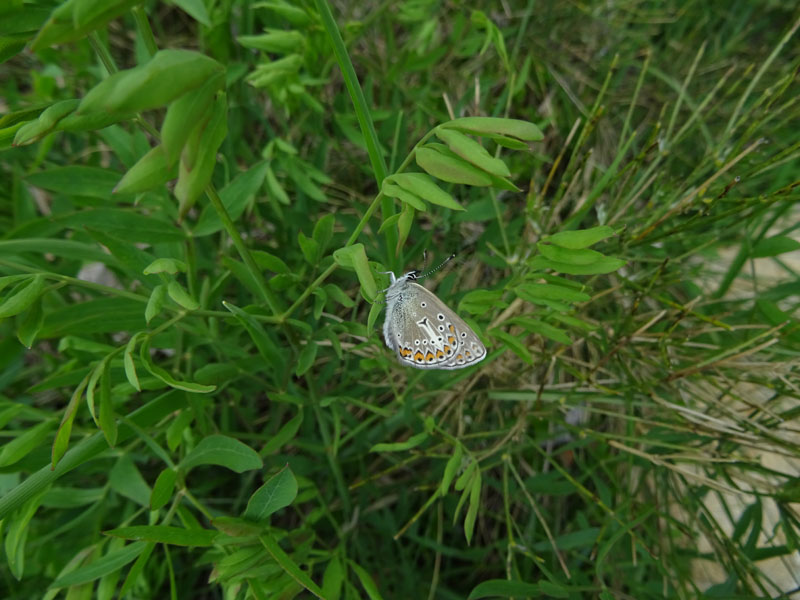 Aricia eumedon - Lycaenidae