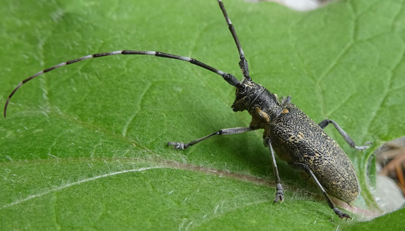 Monochamus galloprovincialis - Cerambycidae