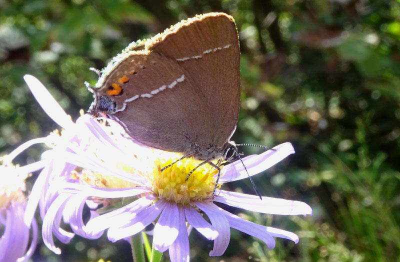 Satyrium spini ( m. o f. ? ) Lycaenidae.....dal Trentino